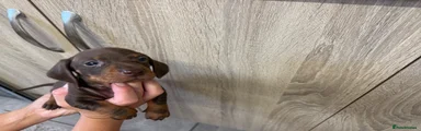 Dachshund 3