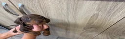 Dachshund dogs for sale: Miniature dachshunds - Advert 6