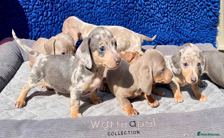 Miniature Dachshund dogs - Advert 1