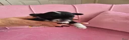 Chinese Crested dogs for sale: ✨🐾 EXQUISITE & RARE CHINESE CRESTED PUPPIES 🐾✨ - Advert 28