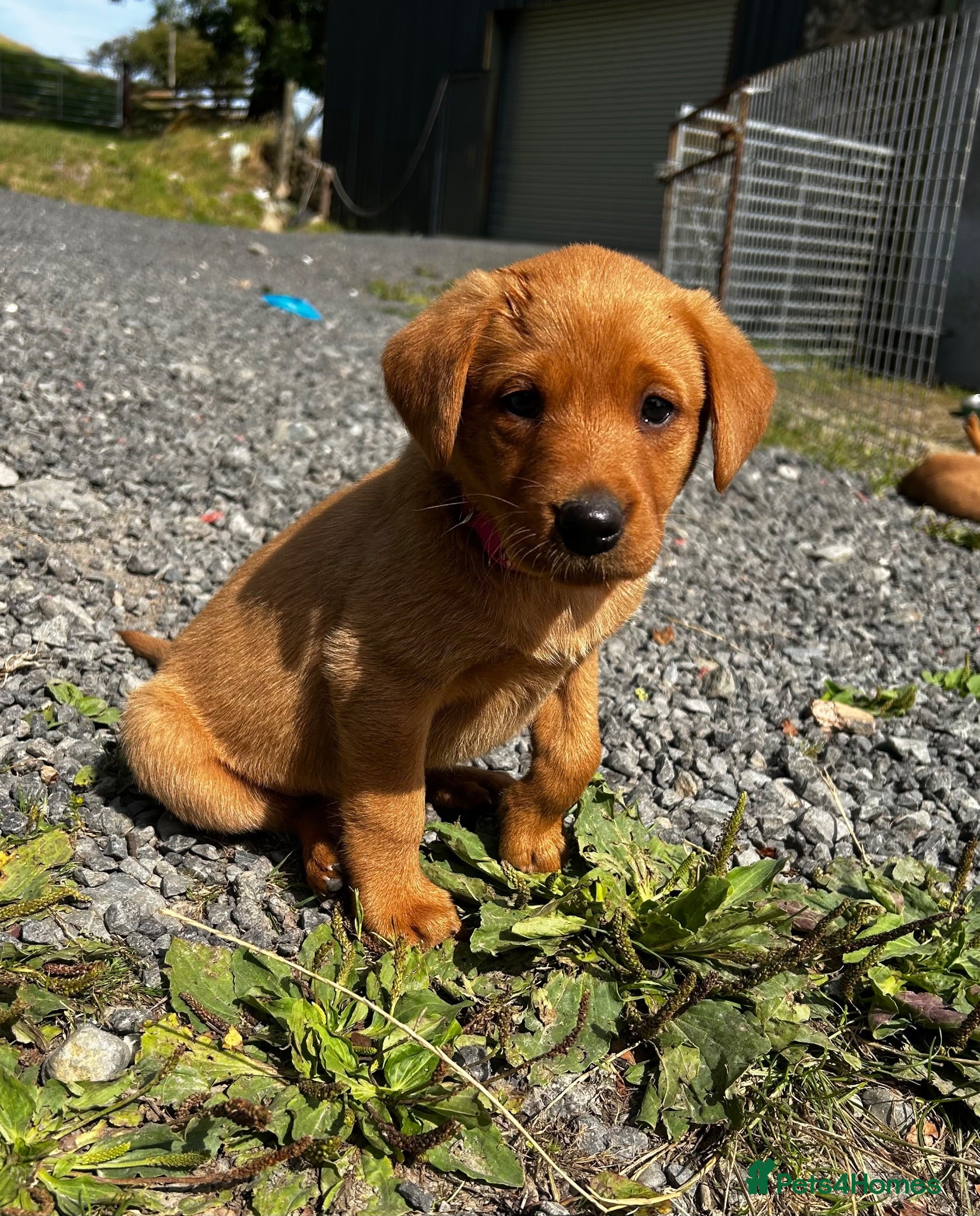 Labrador Retriever dogs Gorgeous Male Fox Red Labrador Puppies  - Advert 1