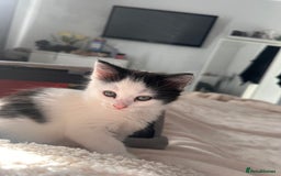 Mixed Breed cats for sale: One female white black kitten - Image 1
