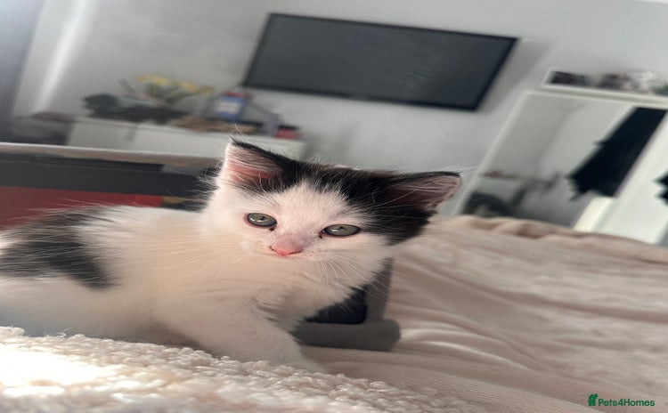 Mixed Breed cats for sale - Advert 1