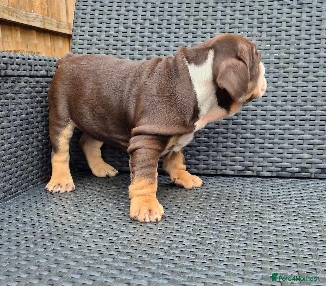 English Bulldog dogs for sale: Beautiful Chunky English Bulldog Pups - Advert 5
