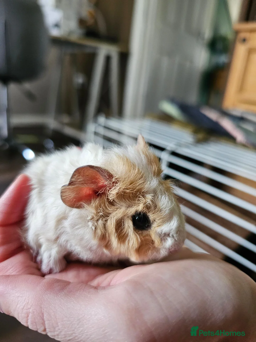 Guinea Pig rodents for sale: Teddy Guinea Pigs 1 boy & 1 girl Ready to Leave  - Advert 6