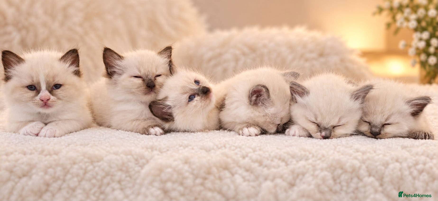 Ragdoll cats 🐾🤍OUR BEAUTIFUL NEW RAGDOLL–5 GIRLS & 1 BOY 🤍🐾 - Advert 3