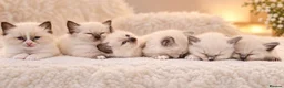 Ragdoll cats for sale: 🐾🤍OUR BEAUTIFUL NEW RAGDOLL–5 GIRLS & 1 BOY 🤍🐾 - Advert 1