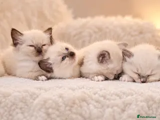 Ragdoll cats 🐾🤍OUR BEAUTIFUL NEW RAGDOLL–5 GIRLS & 1 BOY 🤍🐾 - Advert 3