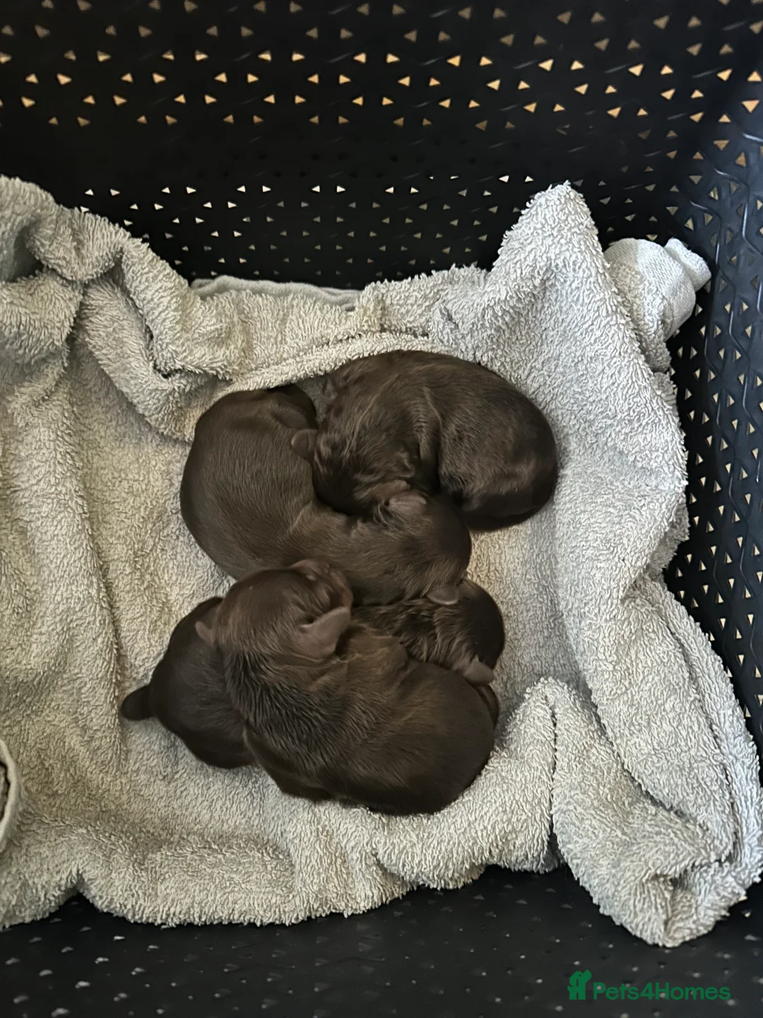 Cockapoo dogs for sale: Gorgeous Cockerpoochons  - Advert 4