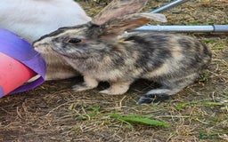 Harlequin rabbits for sale: 4 Gorgeous Harlequin bunnies looking for a 🏡  - Image 1