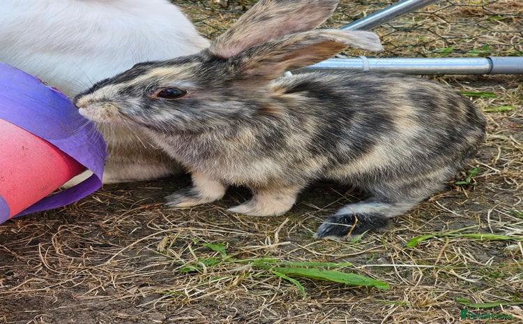 Harlequin rabbits - Advert 1