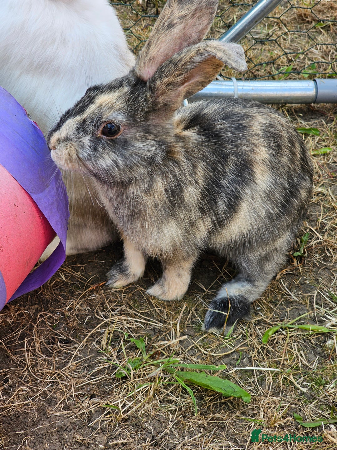 Harlequin rabbits for sale: 4 Gorgeous Harlequin bunnies looking for a 🏡  - Image 1