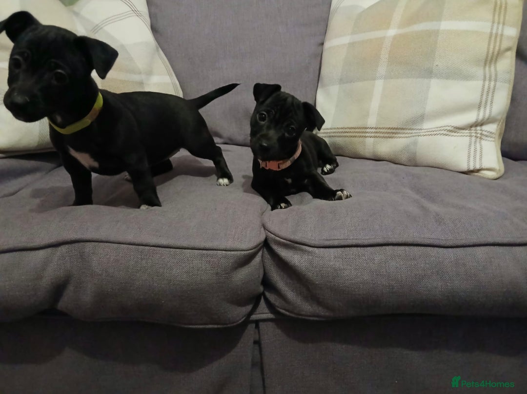 Jack Russell dogs for sale: Minature Jack Russell puppies - Advert 2