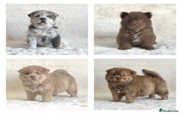 Chow Chow dogs for sale: Exotic colour chowsky puppies for sale  - Image 19