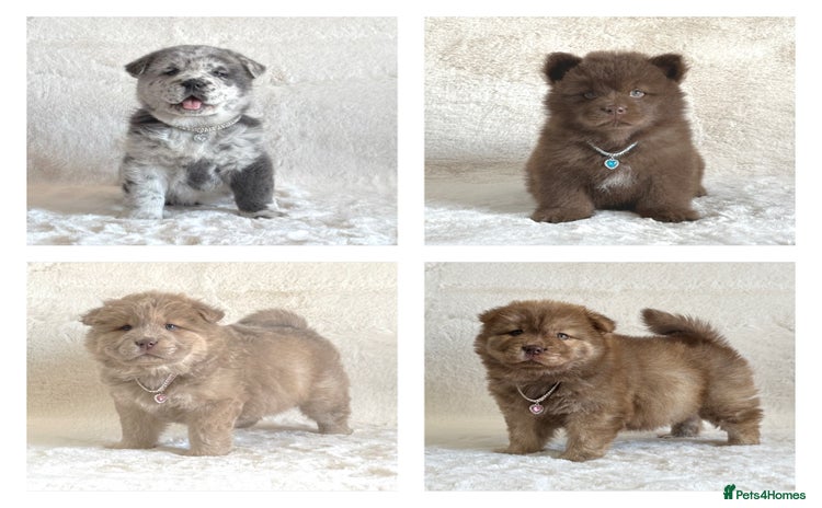 Chow Chow dogs - Advert 1