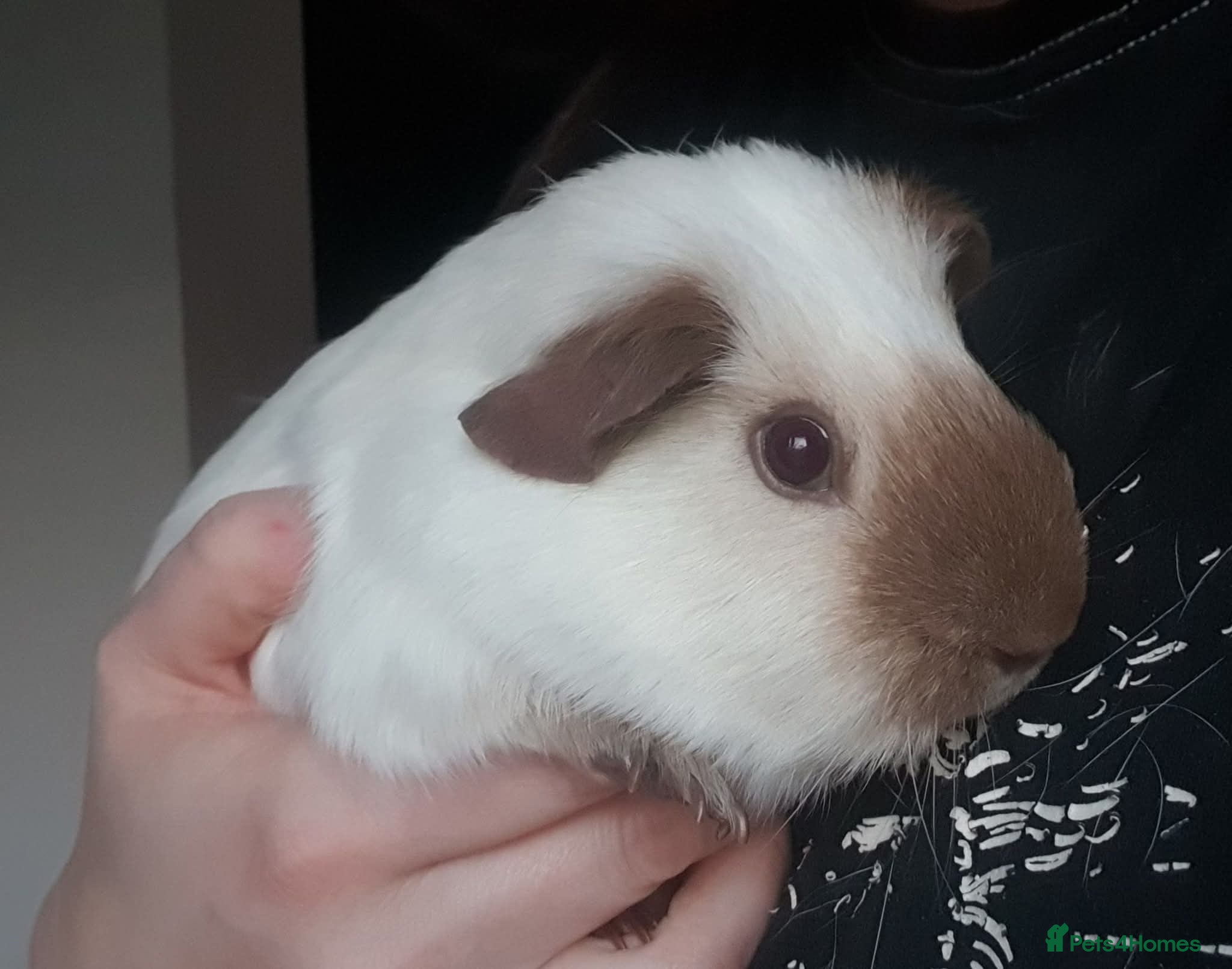 Guinea Pig rodents Beautiful guinea pigs  - Advert 1