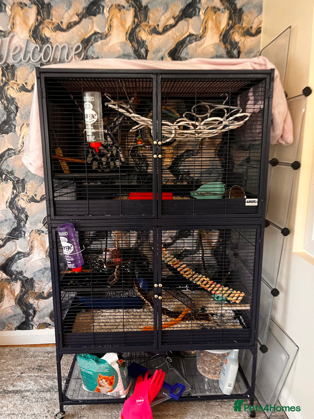 Rat rodents for sale: 5 Female rats  - Image 1