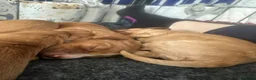Cockapoo dogs for sale: Stunning cockapoo puppies  - Advert 12