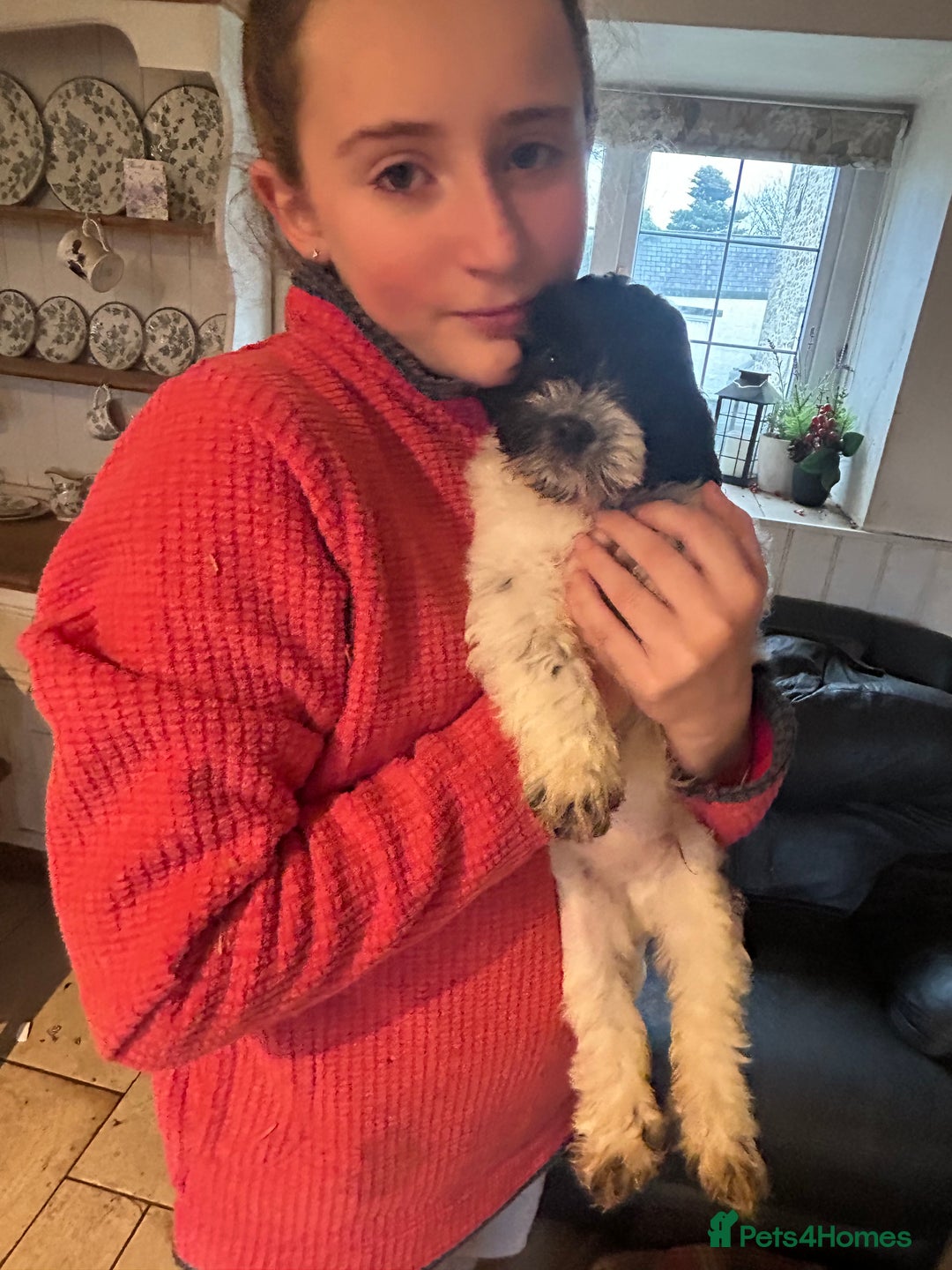 Cavapoo dogs for sale: Beautiful Cavapoo puppies  - Advert 19