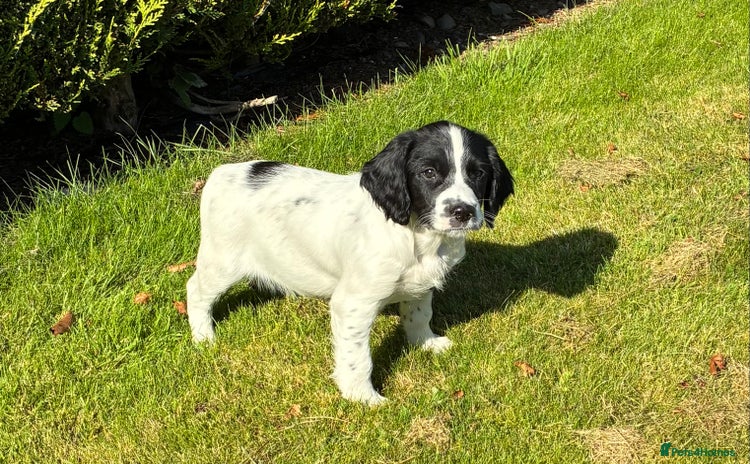 English Springer Spaniel dogs - Advert 1