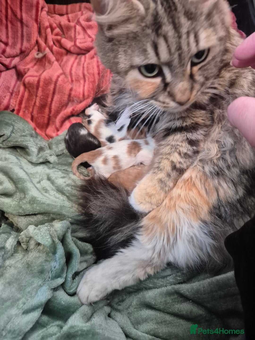 Mixed Breed cats for sale: Beautiful kittens - Image 7