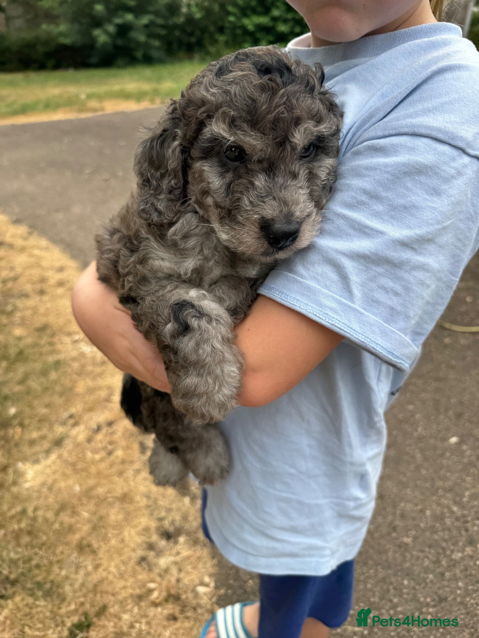 Cockapoo dogs Tri-colour Merle Cockapoo Puppies FB1 - Advert 2