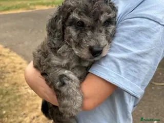 Cockapoo dogs Tri-colour Merle Cockapoo Puppies FB1 - Advert 2
