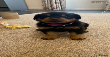 Rottweiler dogs - Advert 9