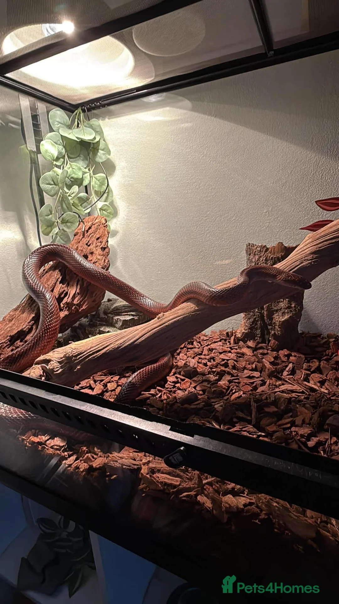 Corn Snake reptiles for sale: Cornsnake - Advert 1