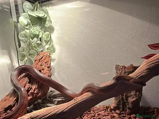 Corn Snake reptiles Cornsnake - Advert 1