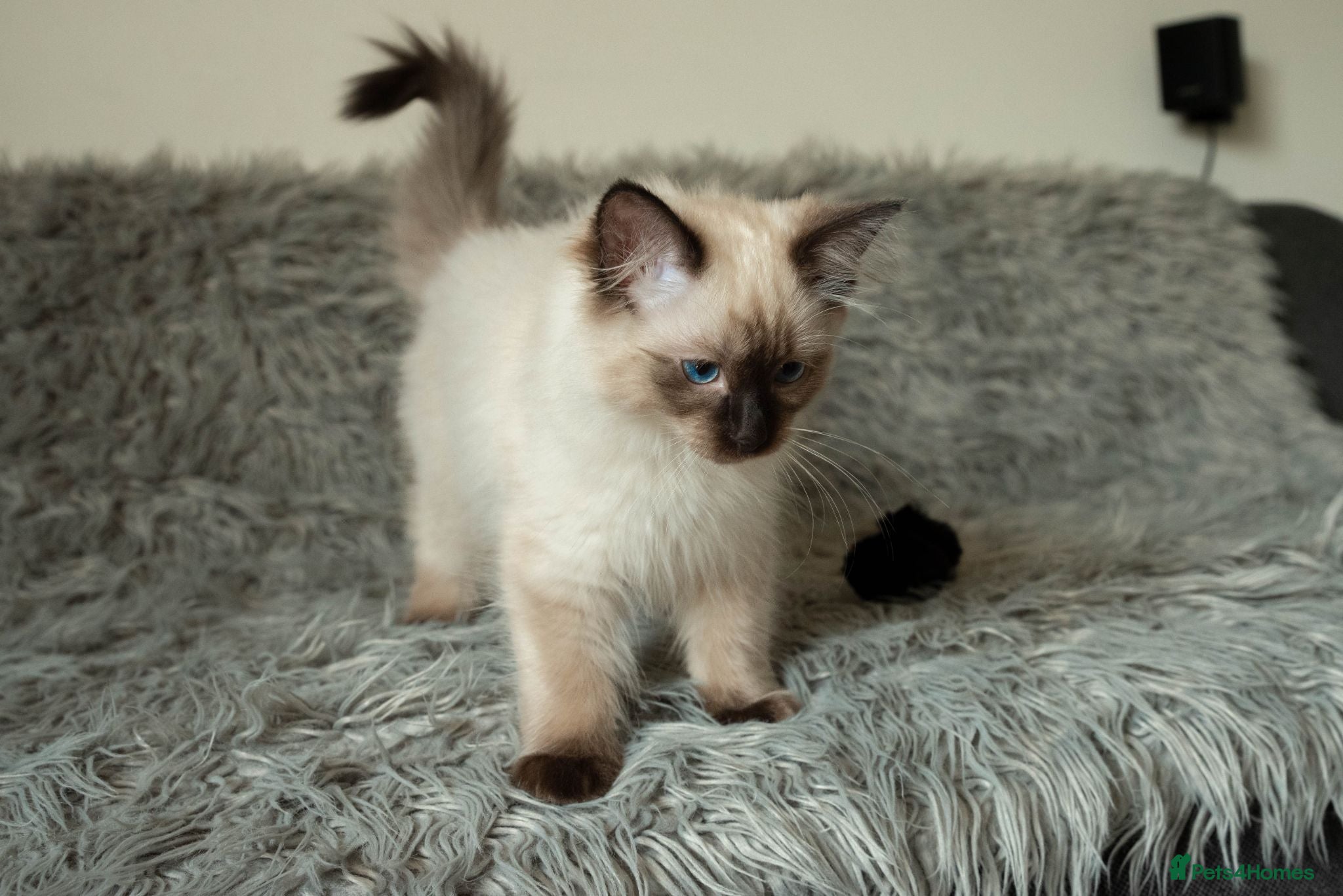 Ragdoll cats Beautiful Seal Point Male Ragdoll Kitten - GCCF - Advert 1