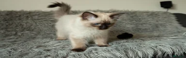 Gizmo