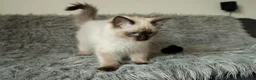 Ragdoll cats for sale: Beautiful Seal Point Male Ragdoll Kitten - GCCF - Advert 1