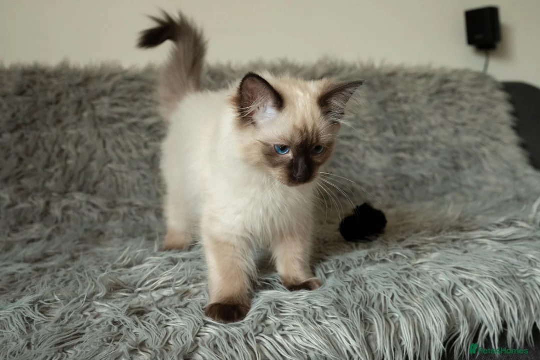 Ragdoll cats for sale: Beautiful Seal Point Male Ragdoll Kitten - GCCF - Advert 1