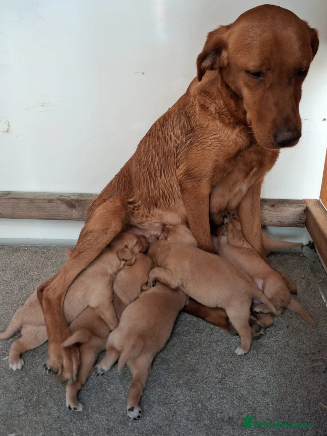 Labrador Retriever dogs for sale: Kc reg fox red labs - Advert 2