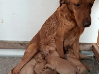 Labrador Retriever dogs Kc reg fox red labs - Advert 2