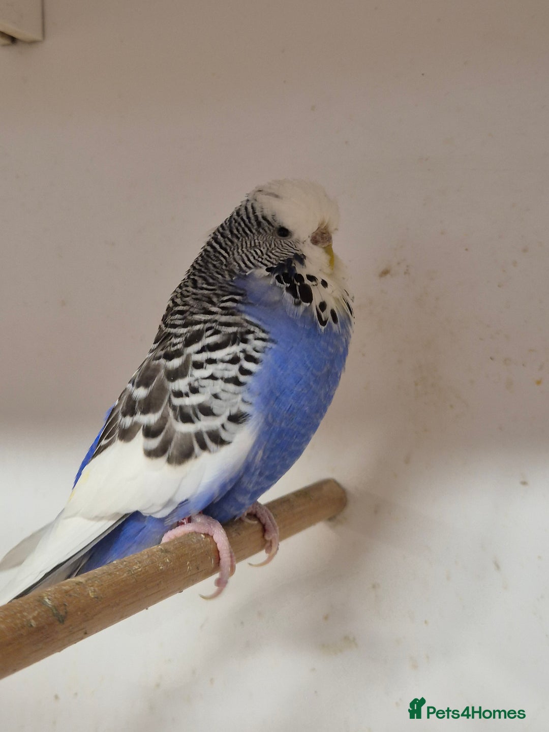 Budgerigars birds for sale: Hen not tamed 2025 - Image 1