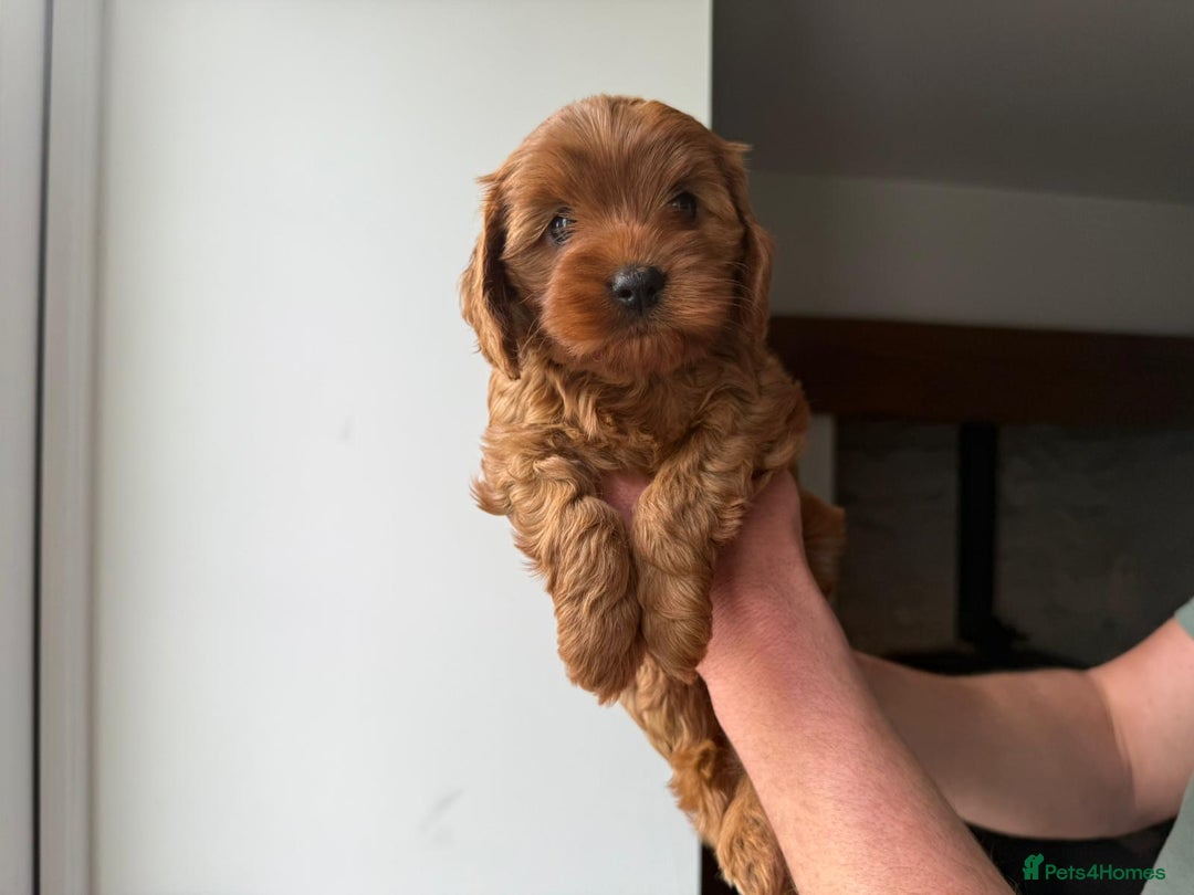 Cavapoo dogs for sale: Cavapoo puppies  - Image 6