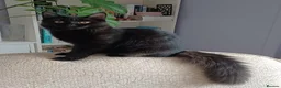 Mixed Breed cats for sale: Long haired black babies - Advert 10