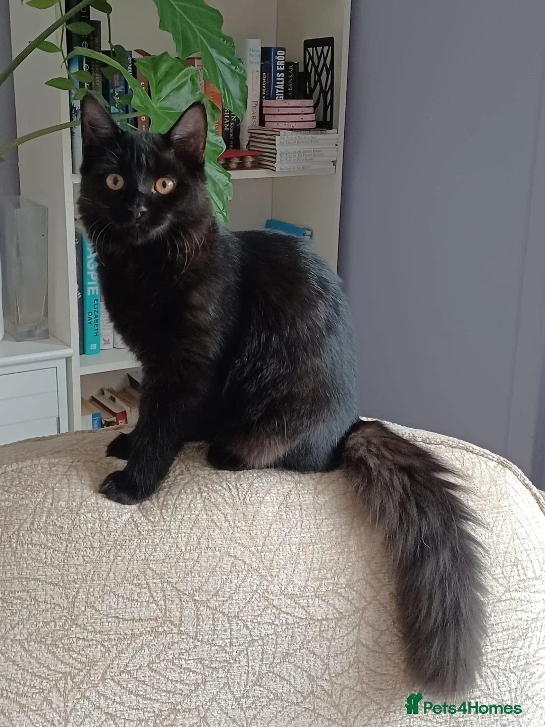 Mixed Breed cats for sale: Long haired black babies - Advert 10