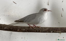 Finches birds for sale: Star finch, Bengalese, Gouldian,  zebra, Java spar - Advert 11