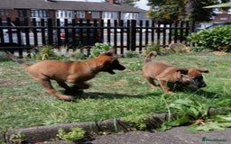 Belgian Shepherd Dog dogs for sale: Stunning Belgian Malinois Puppies Ready Now - Image 5