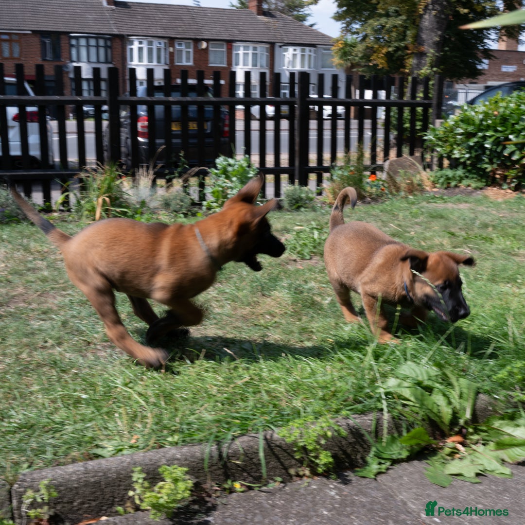 Belgian Shepherd Dog dogs for sale: Stunning Belgian Malinois Puppies Ready Now - Image 5