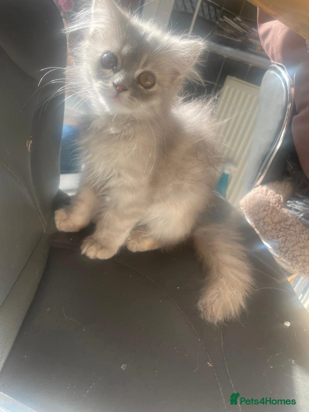 British Longhair cats for sale: Beautiful British Longhair - Advert 5