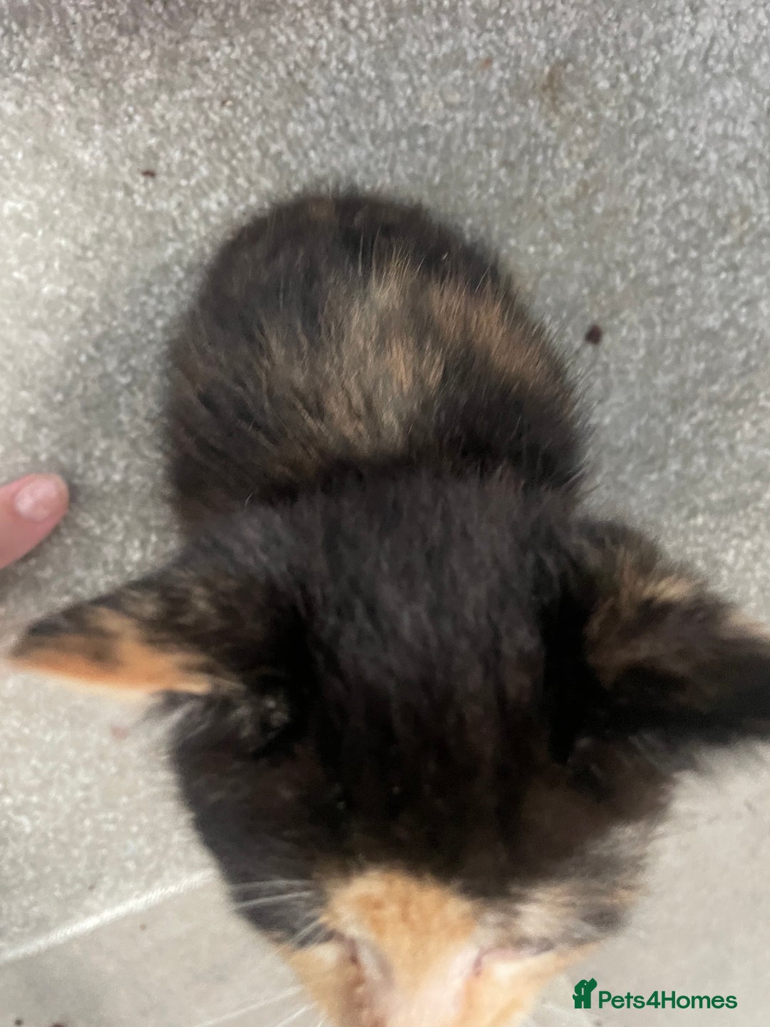 Mixed Breed cats for sale: 3 kittens 2 girls 1 boy  - Image 5