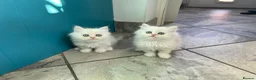 Persian cats for sale: Persian kittens in Rugby - Advert 35