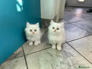 Persian cats Beautiful Fluffy Persian – Ready to Reserve 🐾 - Advert 18
