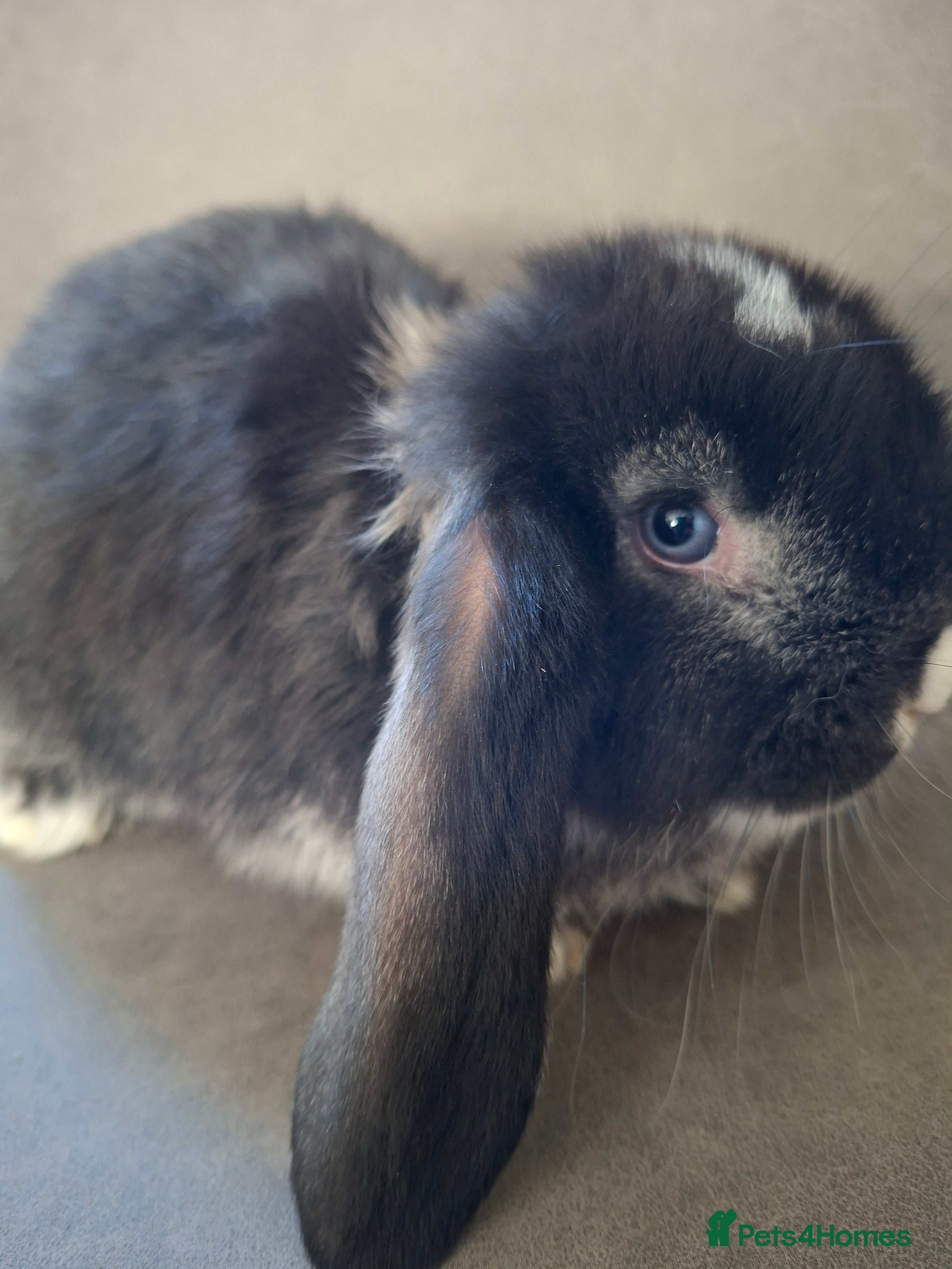 French Lop rabbits Pure bred French Lop babies - Advert 9