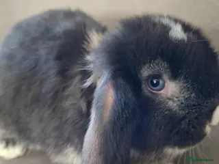 French Lop rabbits Pure bred French Lop babies - Advert 9