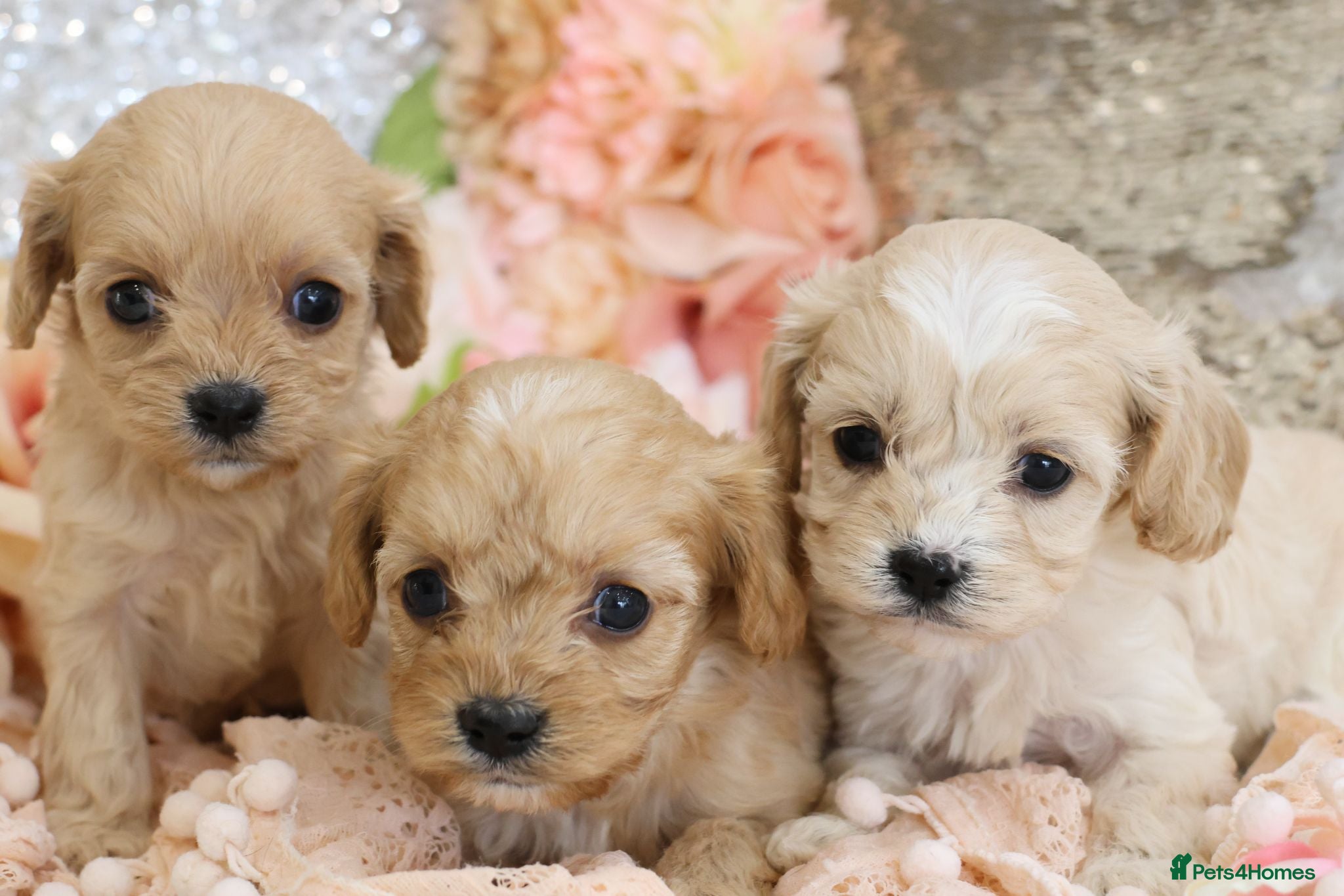 Cavapoo dogs Health Tested Cavapoo Puppies - Advert 7